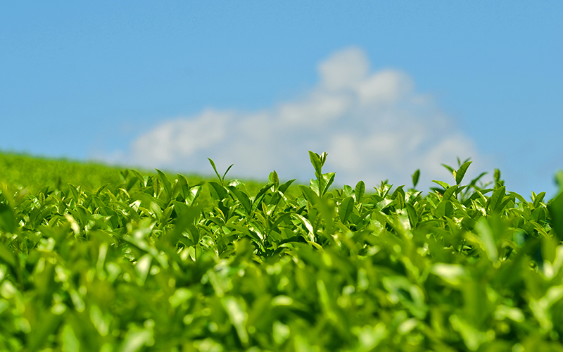 vol.27　茶葉を発酵させて作る珍しい日本茶など