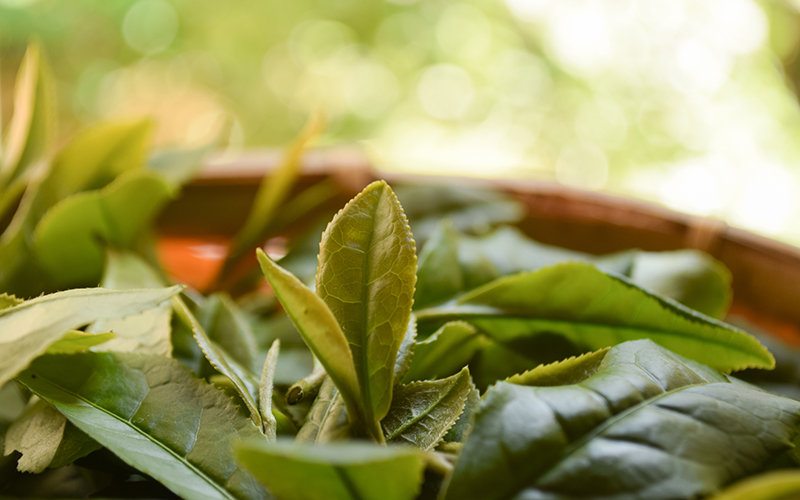 vol.28　データで見るお茶